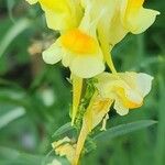 Linaria vulgarisVirág