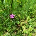 Dianthus armeriaКвітка