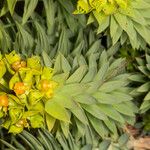 Euphorbia pithyusa Virág