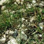 Carex liparocarpos Pokrój