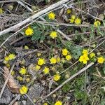 Potentilla verna Blüte