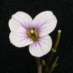 Cardamine loxostemonoides Συνήθη χαρακτηριστικά