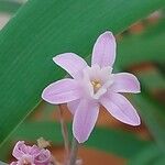 Tulbaghia simmleri Flor