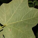 Jatropha costaricensis Feuille