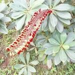 Norantea guianensis Flower