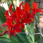 Crocosmia aurea Λουλούδι