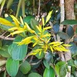 Vriesea psittacina Flower