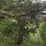 Pinus sylvestrisBlatt