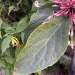 Clerodendrum quadriloculare Leaf