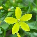 Ixanthus viscosus Flor