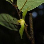 Neostenanthera neurosericea Flower