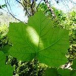 Acer opalus Feuille