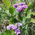 Verbena rigida Flower