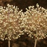 Allium atroviolaceum x Allium polyanthum Mbuma