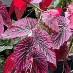 Begonia brevirimosa Leaf