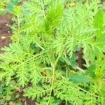 Artemisia annua ശീലം