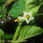 Solanum physalifolium Inny