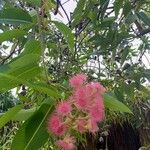 Corymbia ficifolia Blomma