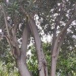 Macadamia integrifolia Συνήθη χαρακτηριστικά