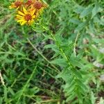 Inula spiraeifolia Цвят