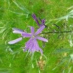 Camassia quamash Blüte