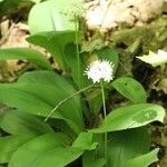 Clintonia umbellulata 形態