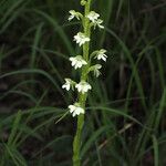 Habenaria galactantha फूल