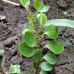 Griselinia littoralis (Raoul) Raoul葉