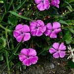 Dianthus glacialis Flower