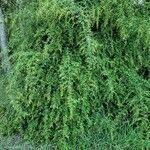 Ligustrum sinense عادت داشتن