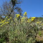 Senecio cinerarioides