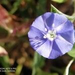 Evolvulus arizonicus Flower