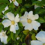 Rosa laevigata Flors