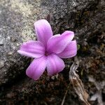 Polygonatum hookeri Flower
