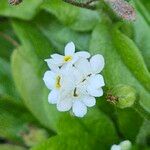 Myosotis sylvatica Blüte