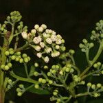 Ocotea dendrodaphne Fruto