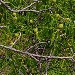 Juglans californica Фрукт