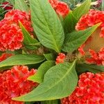 Celosia argentea Blatt