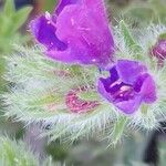 Echium arenarium Flower