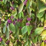 Callicarpa americana Hoja