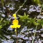 Utricularia geminiscapa