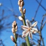 Asphodelus fistulosus Blomma