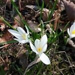 Crocus corsicus Flower