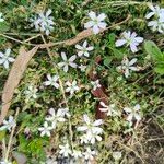 Petrorhagia saxifragaപുഷ്പം