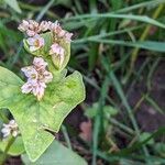 Fagopyrum esculentum Flower