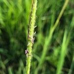 Dichanthium aristatum Flors