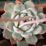 Echeveria colorata List