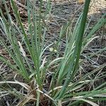Cyperus ligularis Hoja