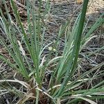 Cyperus ligularis Liść