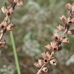 Salvia nutans Fruchs